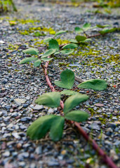 Brombeere Rubus Trieb Ast Unkraut Dornen Gestrüpp Zweig Ranke Nahaufnahme Makro Spross Blätter Rosengewächs Boden Wachstum Verletzung Früchte Beeren Gebüsch Unterholz Lost Place Natur