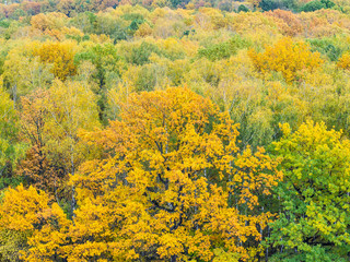 yellow oak tree in colorful forest on autumn day