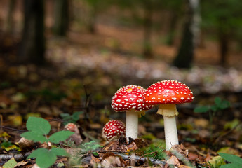 Fliegenpilze Amanita muscaria Fruchtkörper giftig Wald Herbst Sauerland Deutschland Achtung Märchen Heilkunde Frucht Netzwerk rot weiß Punkte