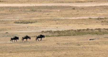 Gnous dans le Cratère du Ngorongoro en Tanzanie