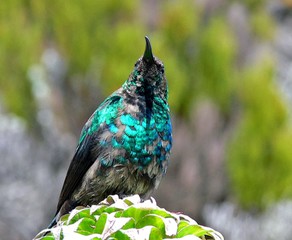 Souimanga du Kilimandjaro (Cinnyris mediocris) en tanzanie