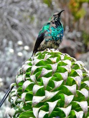 Souimanga du Kilimandjaro (Cinnyris mediocris) en tanzanie