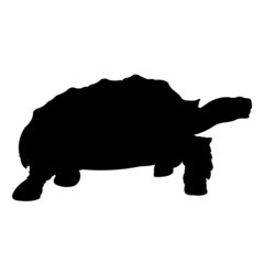 Turtle Silhouette vector illustration isolated