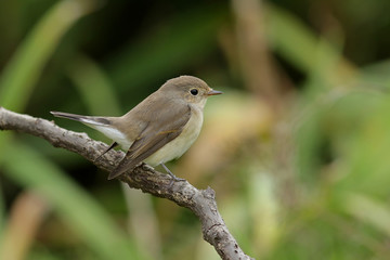 Obraz premium sparrow on a branch