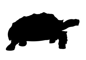 Turtle Silhouette vector illustration isolated