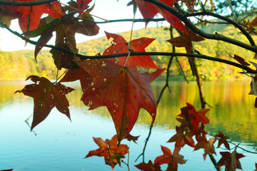 maple leaves on a background of blue sky