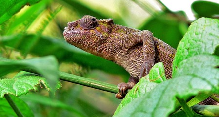 Caméléon dans le jardin de l'hôtel en TANZANIE