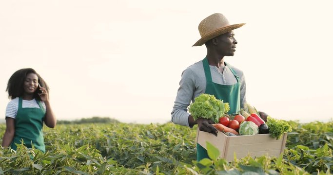 African American young man field worker walking the green soy field and carrying a box with mature vegetables, pretty girl following him and speaking on the phone.