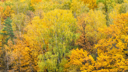 panoramic view of yellow forest in autumn
