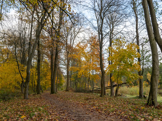 Naklejka premium autumn landscape in the park, leaves fallen to the ground, tree silhouettes