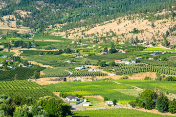 Fototapeta na wymiar Farms land landscape on summer day in Okanagan valley