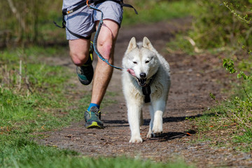 Chien de traîneau en course
