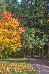 Beautiful path between Green yellow red colored trees in park in autumn. Leaves fall season. Minsk, Belarus