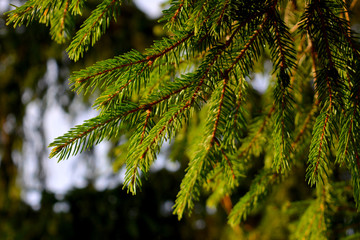 Green fresh branches of spruce. Coniferous tree. New Year winter background.