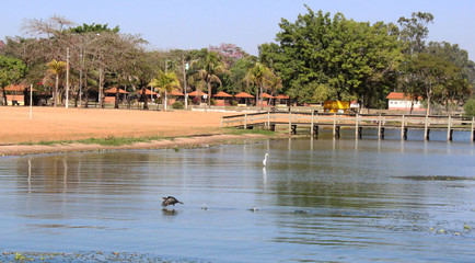 Water fowls on Arealva beach 01