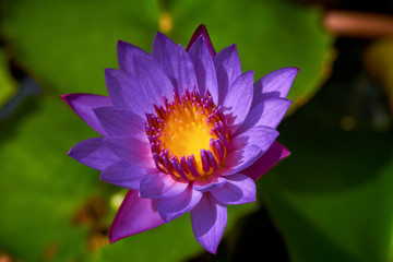 violet lotus with yellow nectar blooming inside the pond