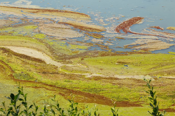 Bunter Algenteppich auf dem See
