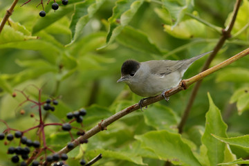 bird on a branch