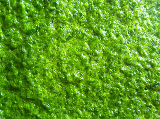 Chopped spinach consistency