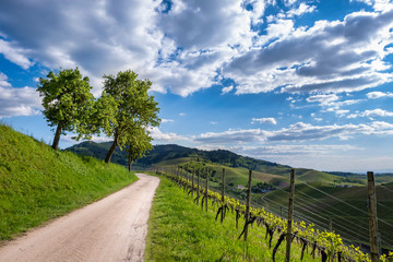 Fototapeta na wymiar Curved path through gorgeous green vineyard landscape