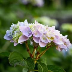 primer plano de una hortensia rosa y azul