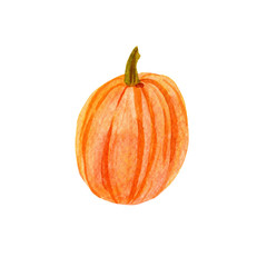Watercolor orange pumpkin. Hand drawn ripe round shape pumpkin isolated on white background
