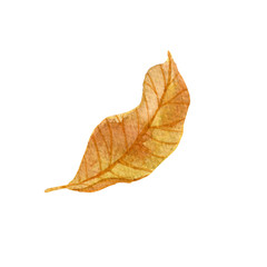 Hand drawn watercolor fall leaf. Autumn brown withered leaf isolated on white background. Stale elegant floral element