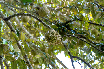 Durian tree, Fresh durian fruit on tree, Durians are the king of fruits, Tropical of asian fruit.