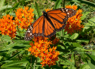 Monarch butterfly 