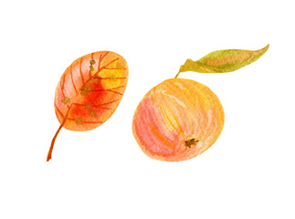 Hand drawn watercolor fall set. Includes two floral elements isolated on white background. Autumn red ripe apple with a small green leaf and yellow orange leaf with red viens