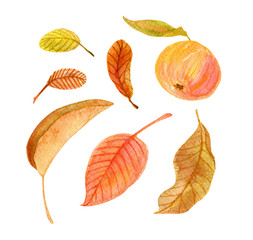 Watercolor fall floral collection. Set includes hand drawn autumn brown, red and green leaves and an ripe juicy apple isolated on white background