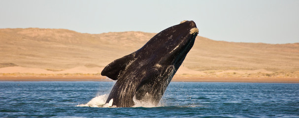 Ballena franca austral o meridional (Euabalaena australis),, Peninsula Valdes, Patagonia, Argentina © JUAN CARLOS MUNOZ