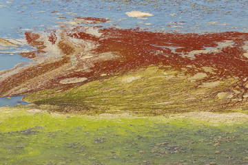Bunter Algenteppich auf dem See