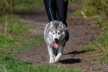 Chien de traîneau en course