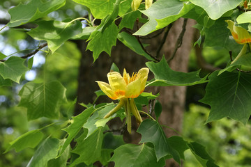 Blüte des Tulpenbaumes, Liriodendron tulipifera
