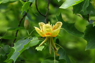 Fototapeta premium Blüte des Tulpenbaumes, Liriodendron tulipifera