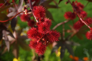Fleurs rouges d'automne