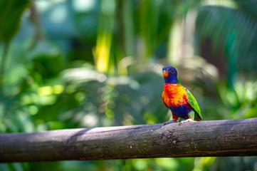 Portrait of rainbow parrots in captivity