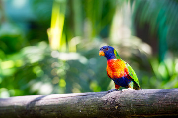 Portrait of rainbow parrots in captivity