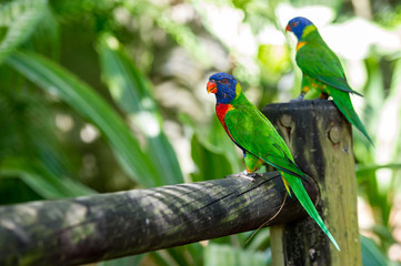Portrait of rainbow parrots in captivity