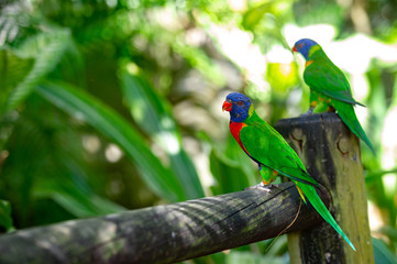 Portrait of rainbow parrots in captivity