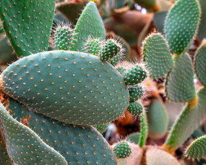Beautiful view with cactus plants in the botanical garden