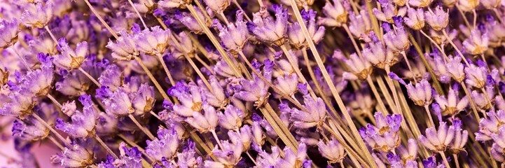 Lavender flower on purple romantic smelling background.