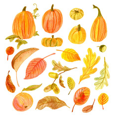 Watercolor autumn floral collection. Includes botanical elements isolated on white. Set of colorful fall leaves, acorns, an apple and pumpkins