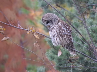 owl perched on a branch