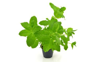 mięta © robert6666