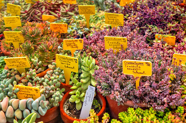 Beautiful view with variety of cactus plants in pots and labels with their names
