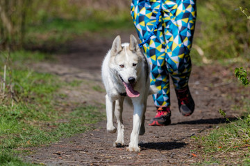 Chien de traîneau en course