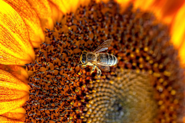 Bee collecting honey on a bright yellow sunflower close up- Idea of a beekeeping and ecology