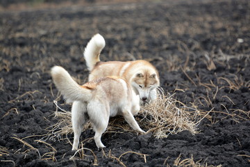 Siberian Husky walk in the fields
